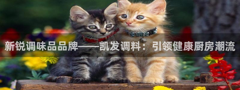 辉达娱乐有梦你就来：新锐调味品品牌——凯发调料：引领健康厨房潮流