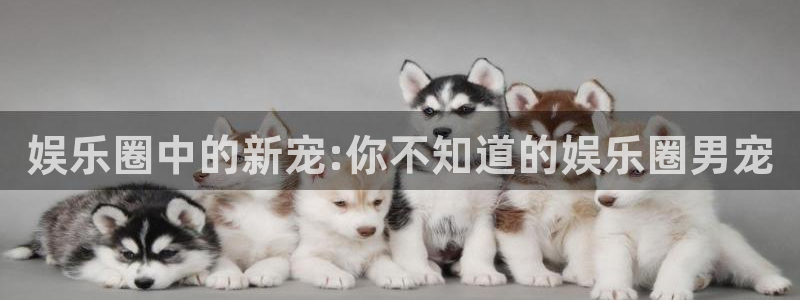 辉达娱乐体育4：娱乐圈中的新宠:你不知道的娱乐圈男宠